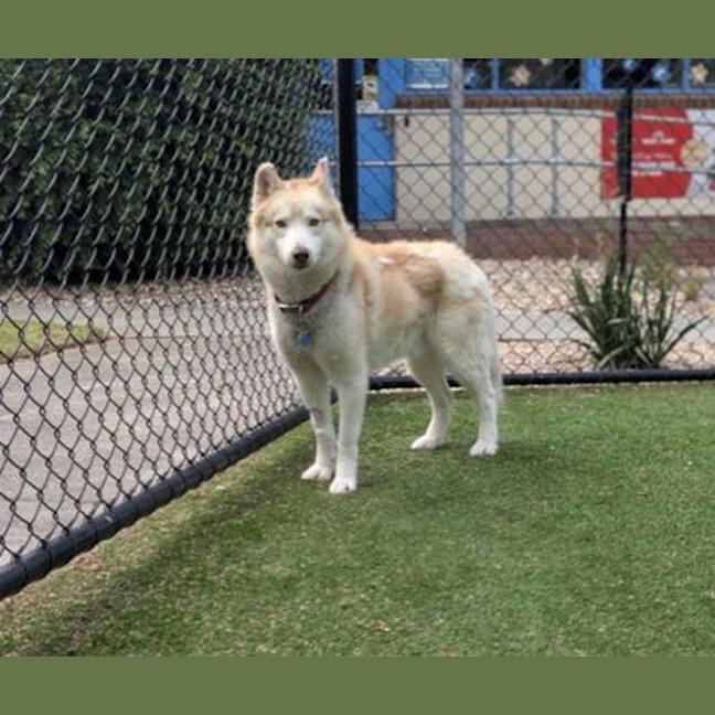 Photo of Suko