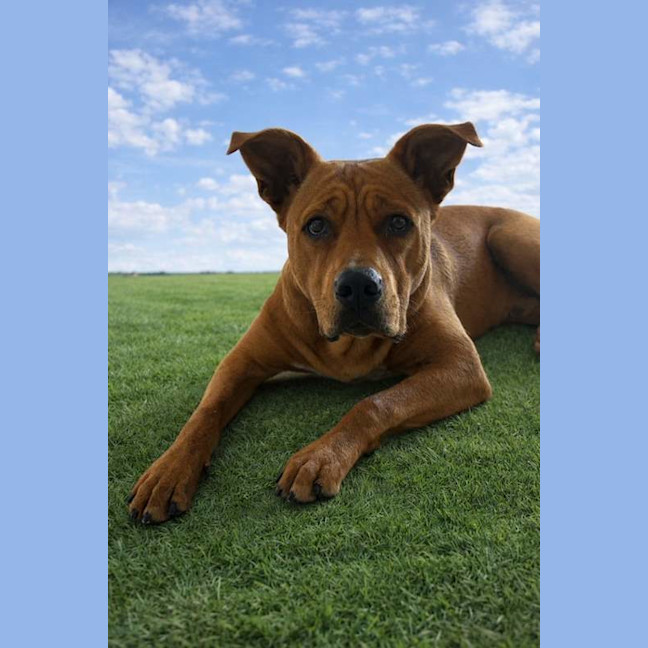 Photo of Red Dog