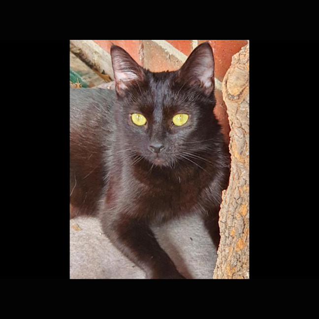 Photo of Gamora **2nd Chance Cat Rescue**