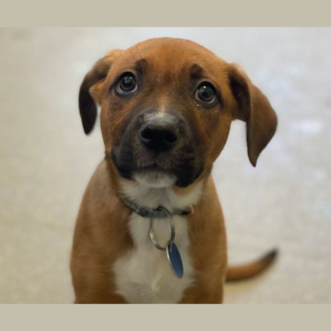 Photo of Boomer