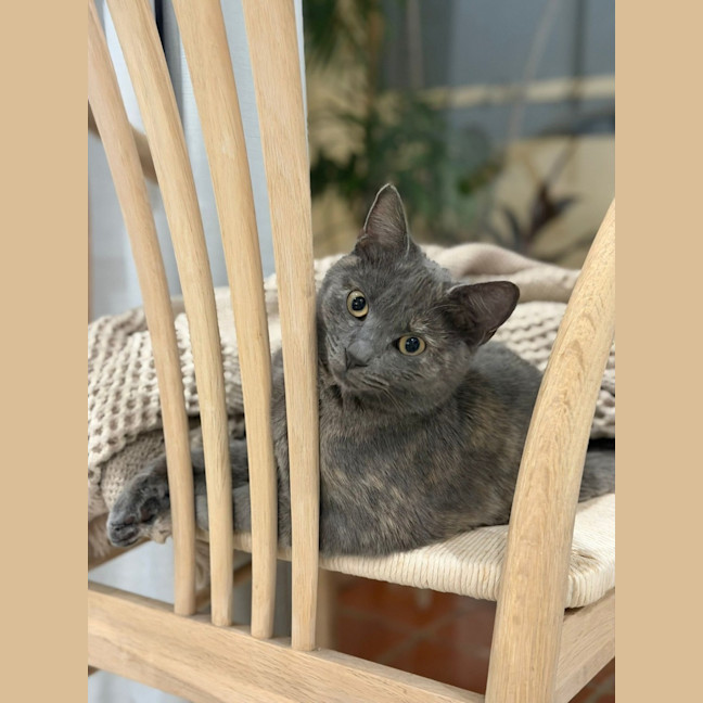 Photo of Adelita