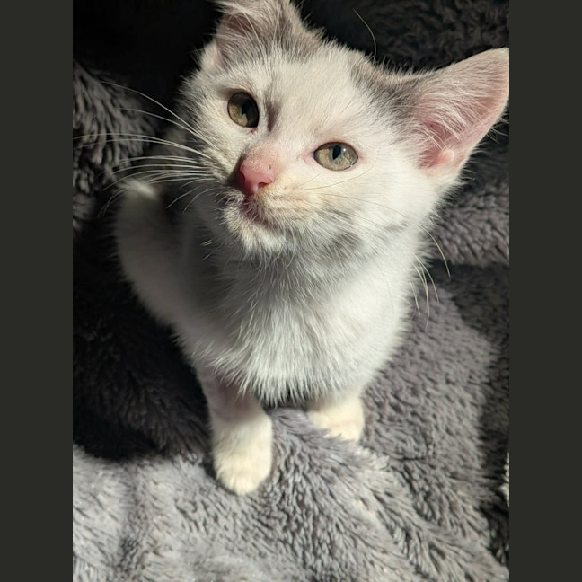Photo of Grogu   In Foster Care In Ashburton