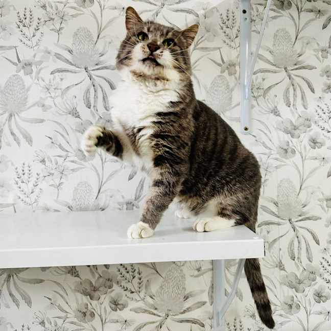 Photo of Bubbles   Located In Preston