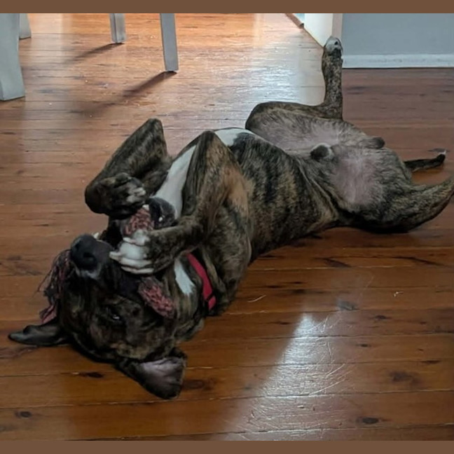 Photo of Baz