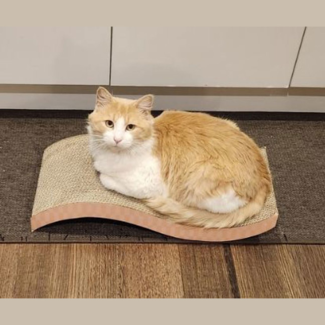Photo of Churro