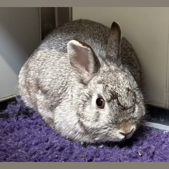 Photo of Kasha (Bonded To Kimora)