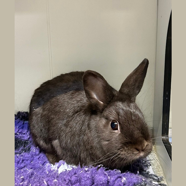 Photo of Moose