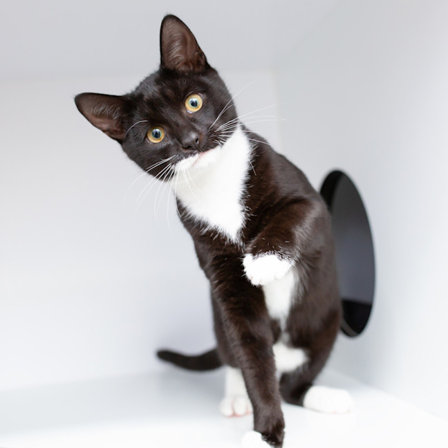 Photo of Darth Vader