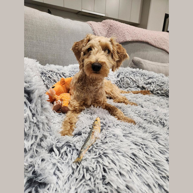 Photo of Jenson