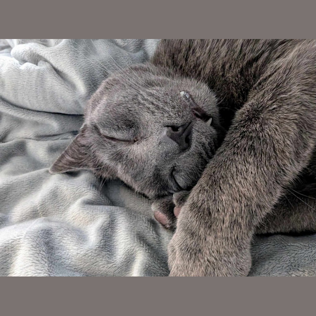 Photo of 🩶Shoto!🩶