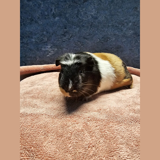 Photo of Tabitha (Bonded With Fudge)