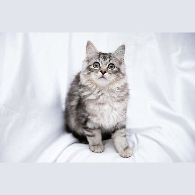 Photo of Fuzz