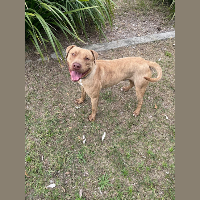 Photo of Whiskey (9989)