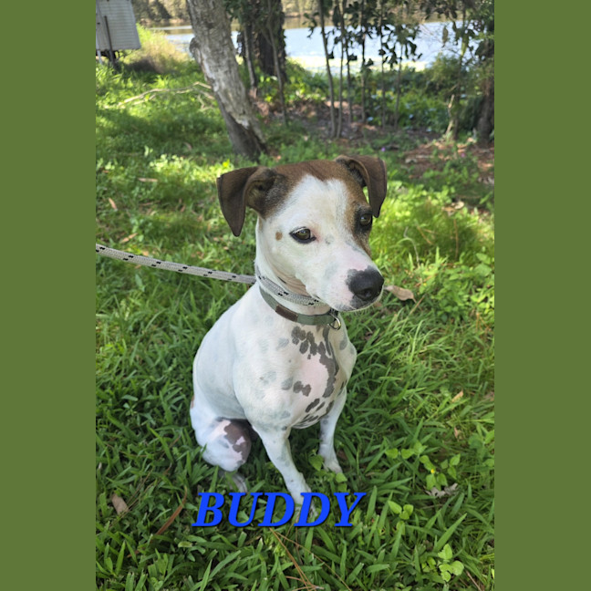 Photo of Buddy