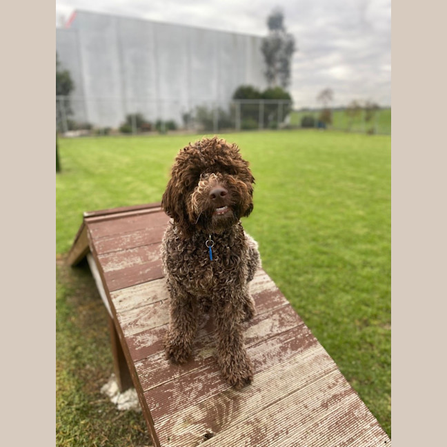 Photo of Truffle