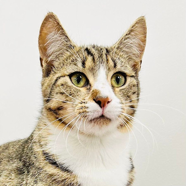 Photo of Octavia   Located In Fawkner
