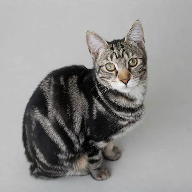 Photo of Little Luna