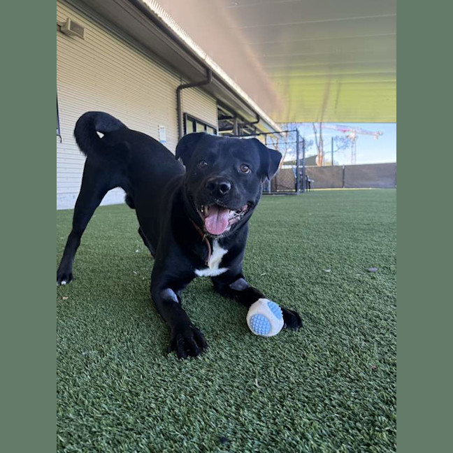 Photo of Rexy