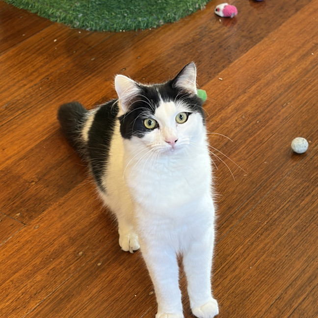 Photo of Melody 