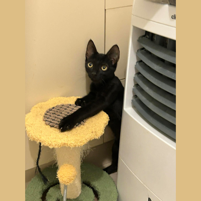 Photo of Binx