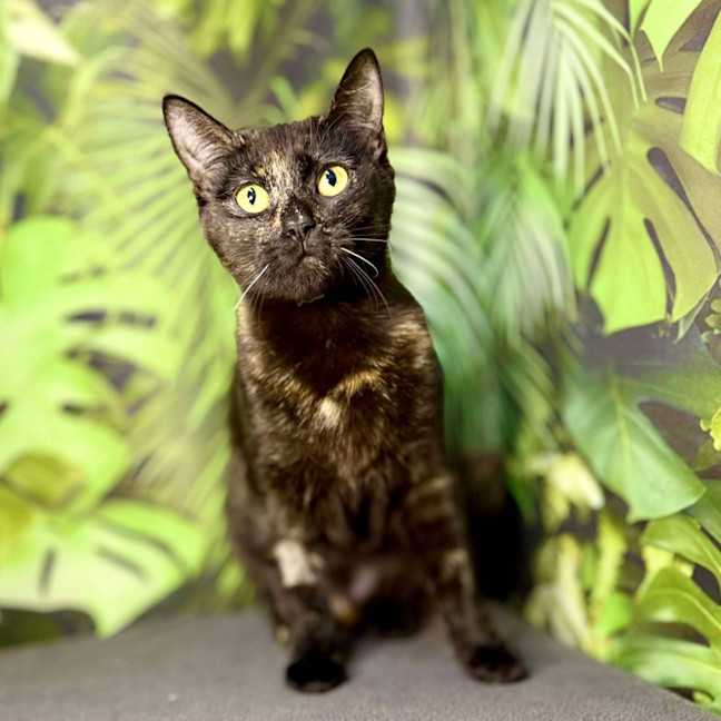 Photo of Hazel & Olive  Located In Keilor Downs