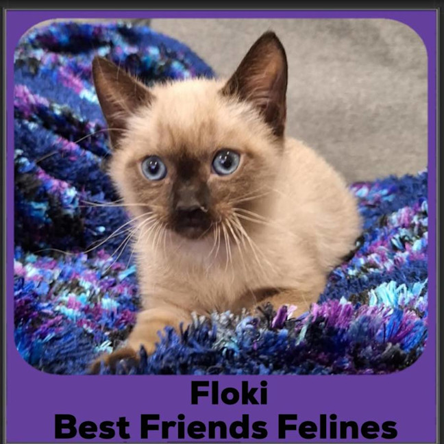 Photo of Floki 