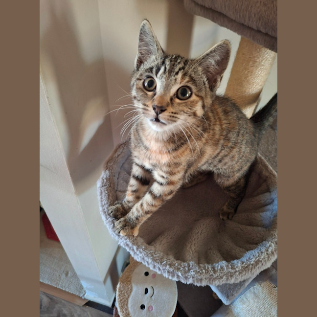 Photo of Penny