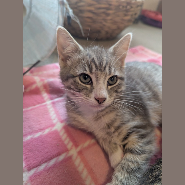 Photo of Isabella Scotty