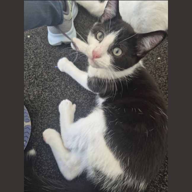 Photo of Winter Meet Me@Petstock Mornington Nepean Hwy 