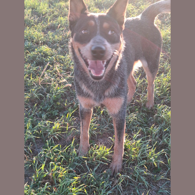 Photo of Shelby