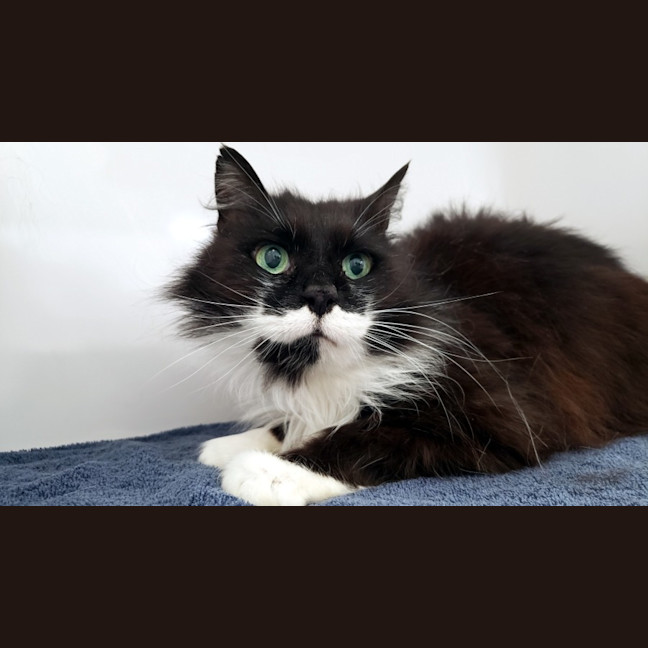 Photo of Link Sua013493