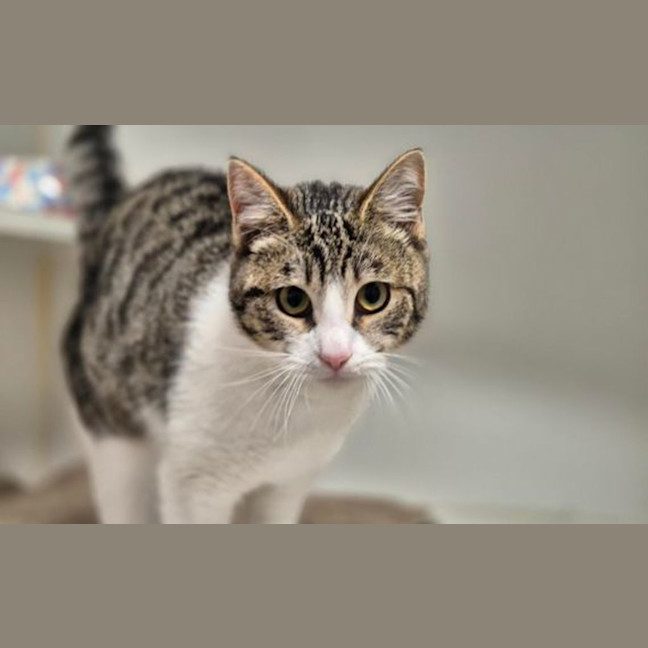Photo of Peggy Sue 