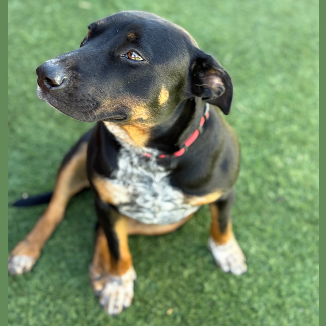 Photo of Posy