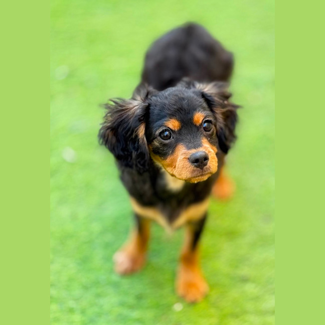 Photo of Kobi