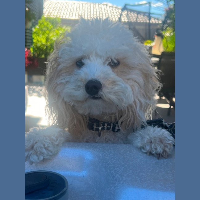 Photo of Chasey Boy 