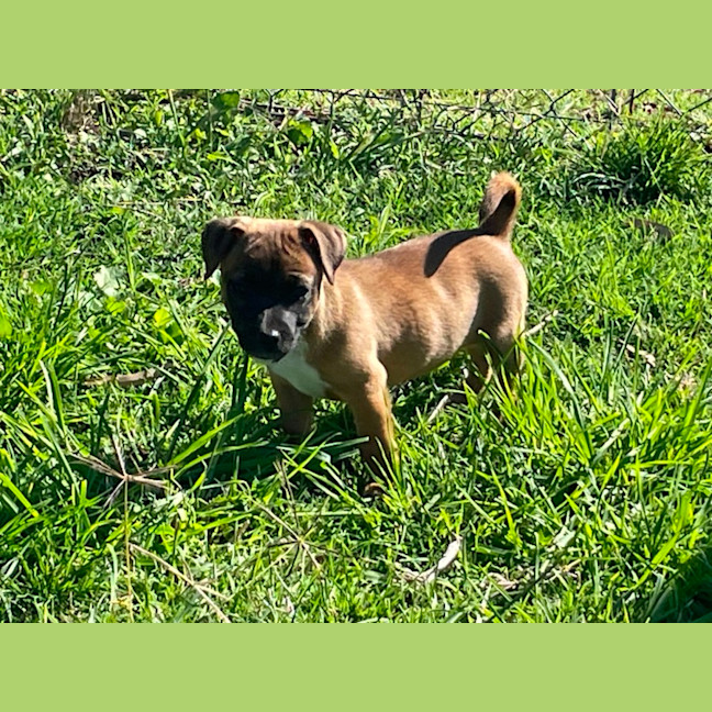 Photo of Belle