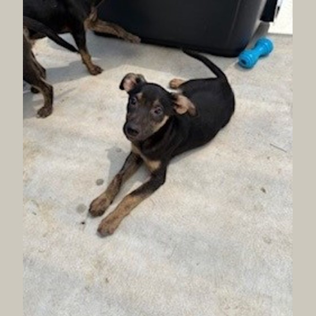 Photo of Apollo