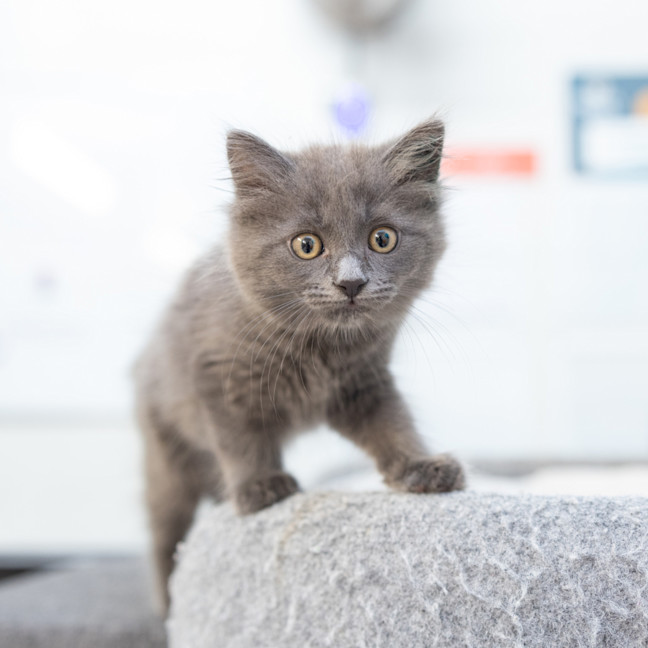 Photo of Wilma (Previously Lightning)