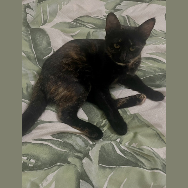 Photo of Caramella