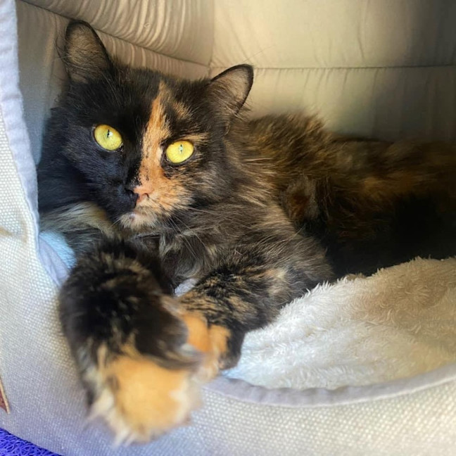 Photo of 10993   Kahvi