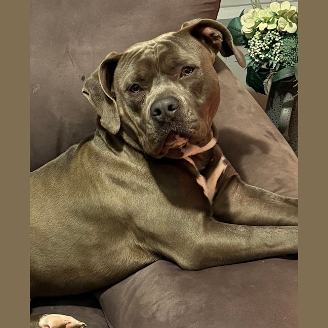 Photo of Bear