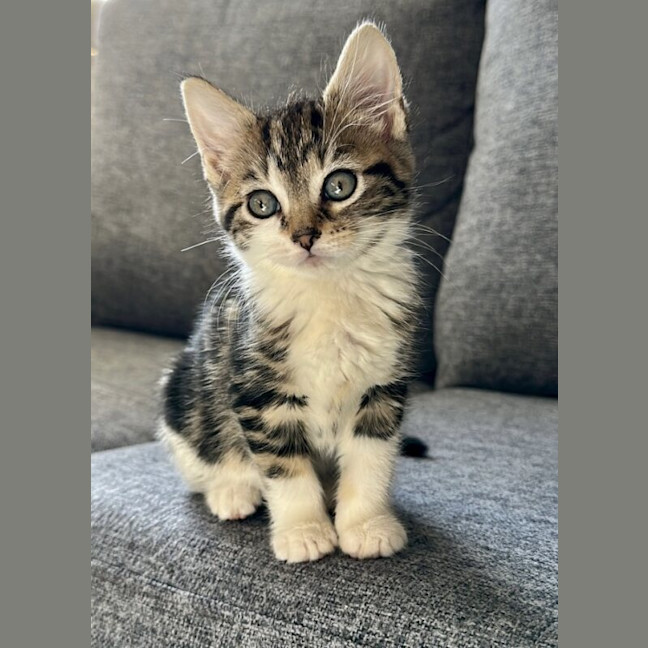 Photo of Pixie