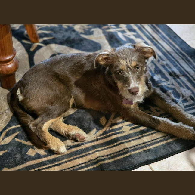 Photo of Daisy