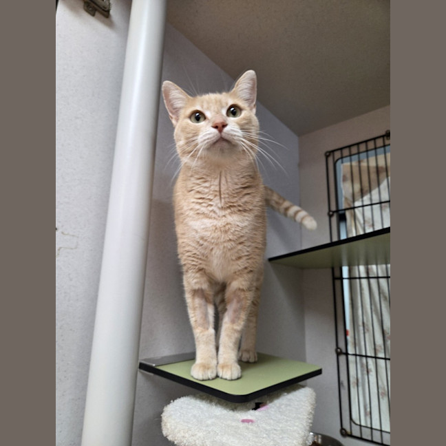 Photo of Peaches