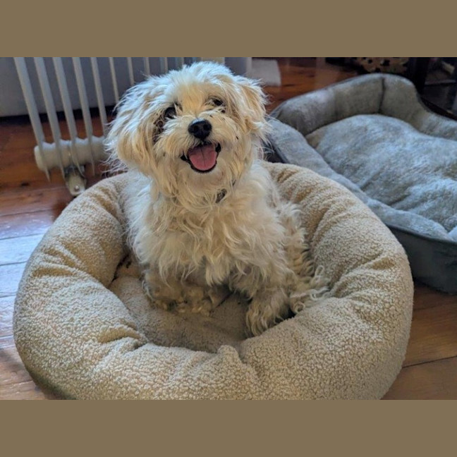 Photo of Snowball (Snowy) Dumont