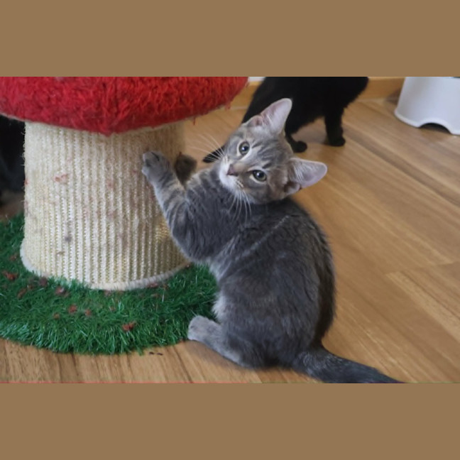 Photo of Mouse