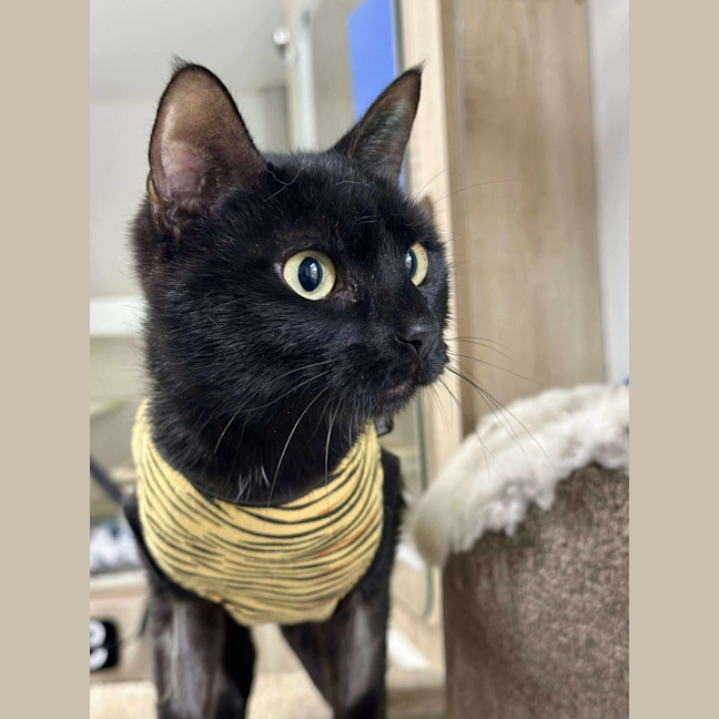 Photo of 🍱 Inari 6303 🍱