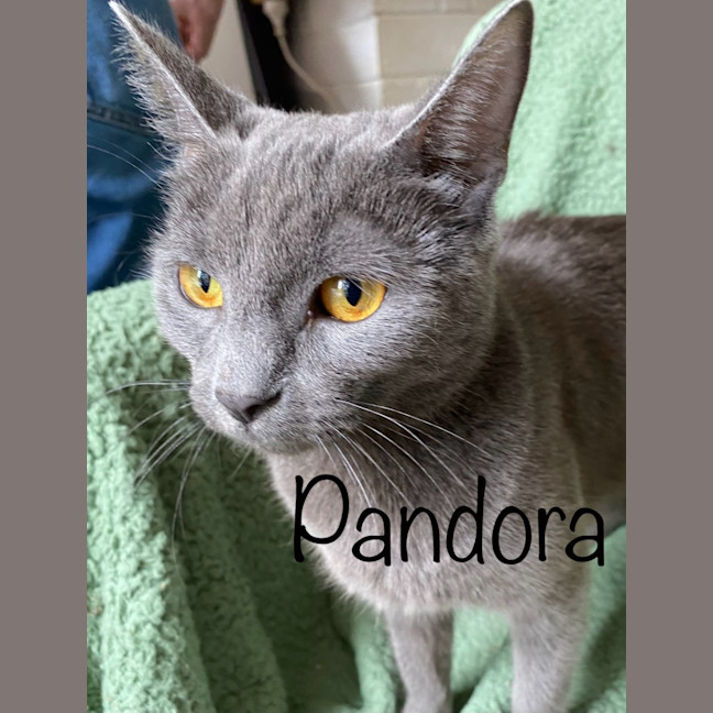Photo of Pandora