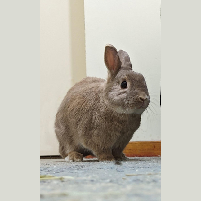 Photo of Dreamer And Bubbly