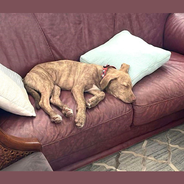 Photo of Teddy